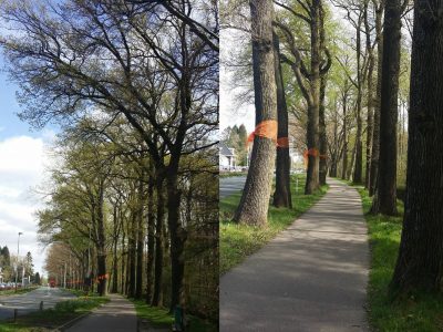 CDA wil fietsveiligheid verbeteren en behoud van de bomen langs de Stationsweg