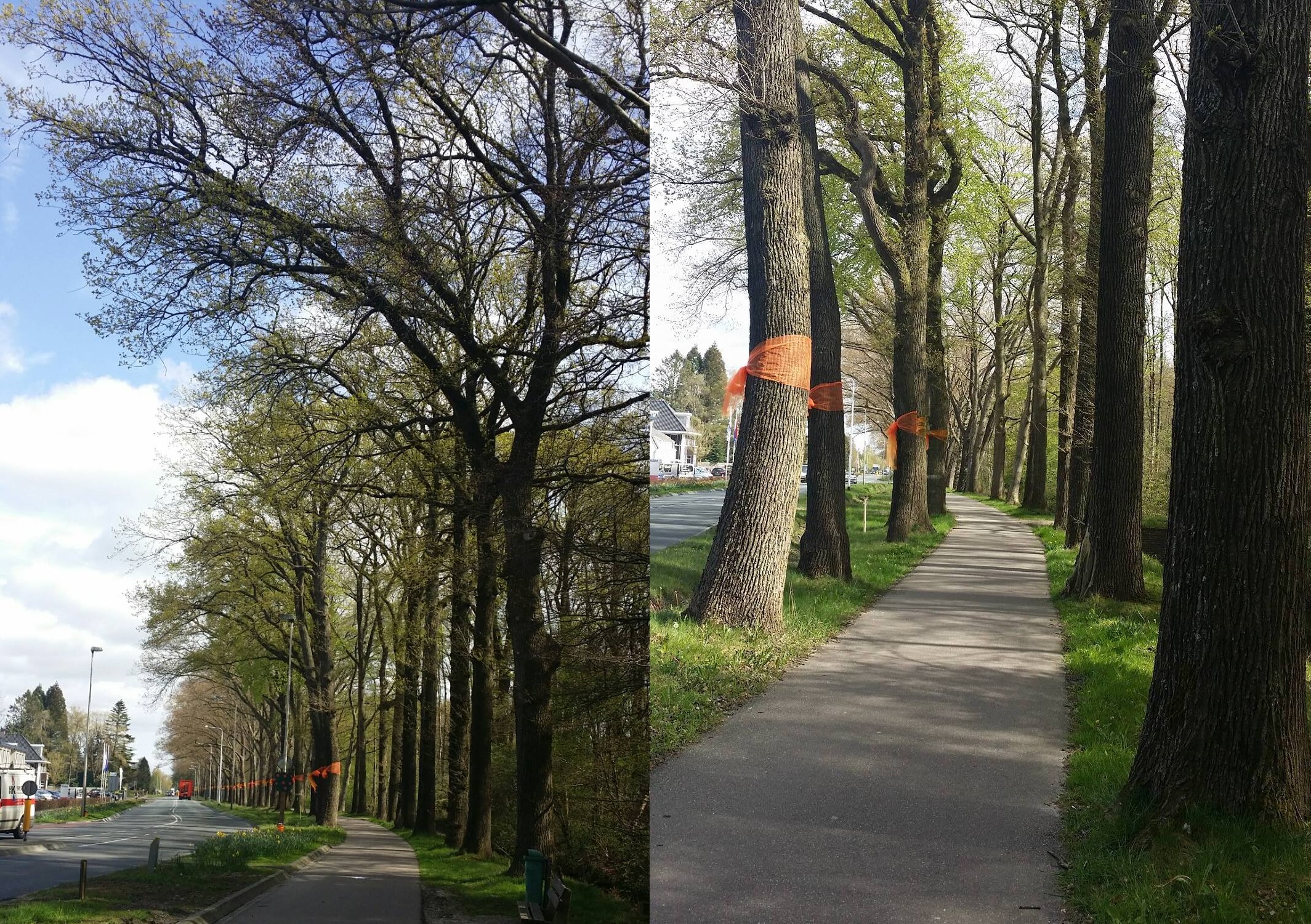 CDA wil fietsveiligheid verbeteren en behoud van de bomen langs de Stationsweg